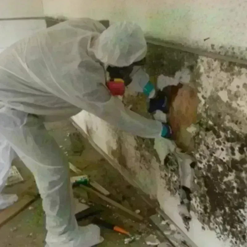 Mold Remediation and Removal in Petersburg Borough, AK